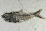 Prepare Your Own Fossil Fish Kit - Knightia or Diplomystus - Photo 4